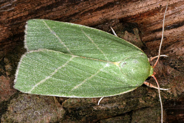Bena bicolorana - Copyright Denis Bourgeois